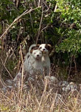 Eleuthera pups