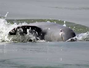 Mekong Irrawaddy River Dolphin