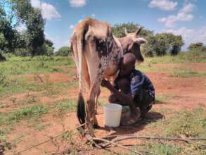 John milking his cow