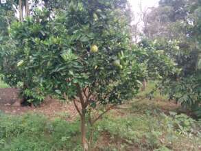 Home has lots of jack fruit's, oranges, mangoes