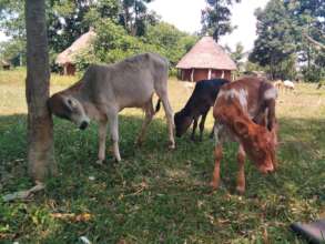 3 New young calves, orphanage