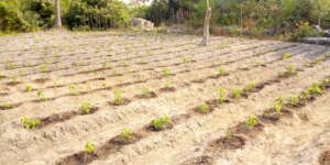 Market garden at Mogbencha