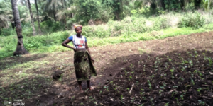 A new market garden