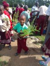 Trees planted are indigenous to the area