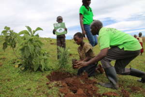 Community Tree planting