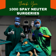 1000 spay neuters since clinic opened in 2023