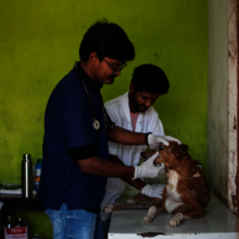 Dog treated at the shelter