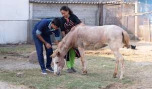 Rescued horse