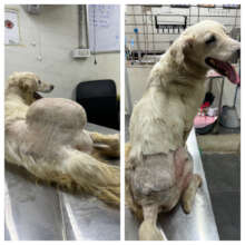 Fruity had life saving surgery