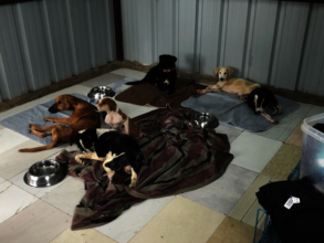 Special needs and paralyzed pup room