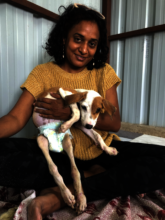 Our paralyzed pup Chamki