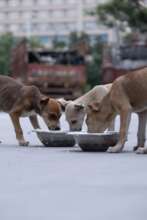 Mindspace IT park dog feeding and sterilization