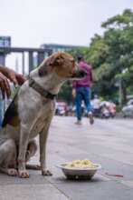 Mindspace IT park dog feeding and sterilization