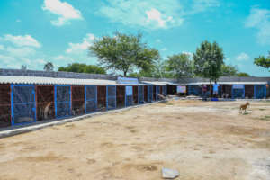 New kennels in shelter #2