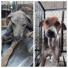 Recent rescue recovery case