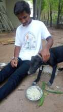 Daily Feeding to make stray dogs friendly