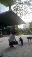 Feeding to make stray dogs friendly
