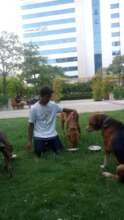 Feeding to make stray dogs friendly