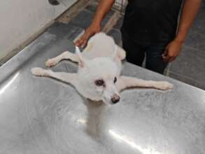 Tom the Pomeranian abandoned in front of shelter