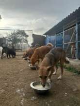 Diwali special meals