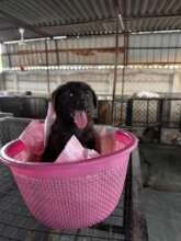 Rescued paralyzed puppy