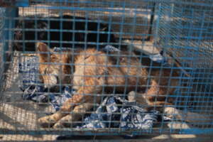 Paralyzed Tommy resting in sanctuary
