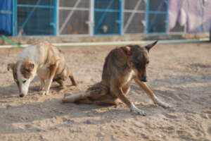 Paralyzed Lucky and Ruby in Sanctuary