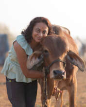 Rescued street cow