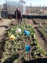 Tebello working in her garden
