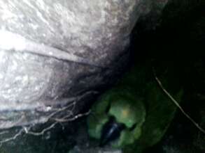 A chick in a nest.  Adults have grey beaks.