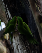 Psittacara Strenuus checking out their nest cavity