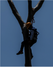 Tree-climbing training