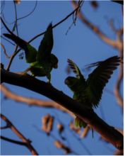Amazona albifrons courtship