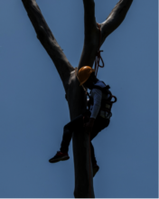 Practica de ascensos de arboles