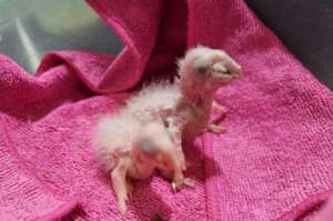 Macaw chicks in the ARCAS captive breeding program