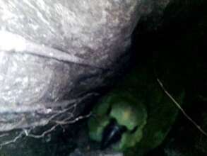 First documented successful nest!