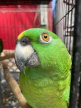 Yellow-naped amazon at the ARCAS rescue center