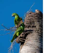 Yellow-naped parents outside of a nest