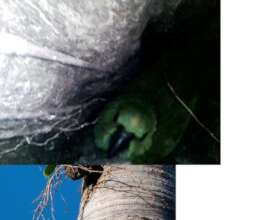 Yellow naped chick in a nest cavity