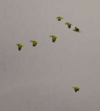 Hope for the future! Group of adults and juveniles