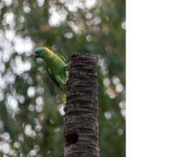 Yellow-naped parrot outside its nest