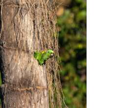 Yellow-naped parent outside its nest