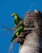 Yellow napes inspecting a cavity in a palm