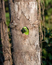 Yellow-naped peering out of its nest