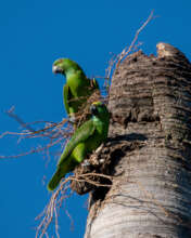 A busy pair preparing their nest