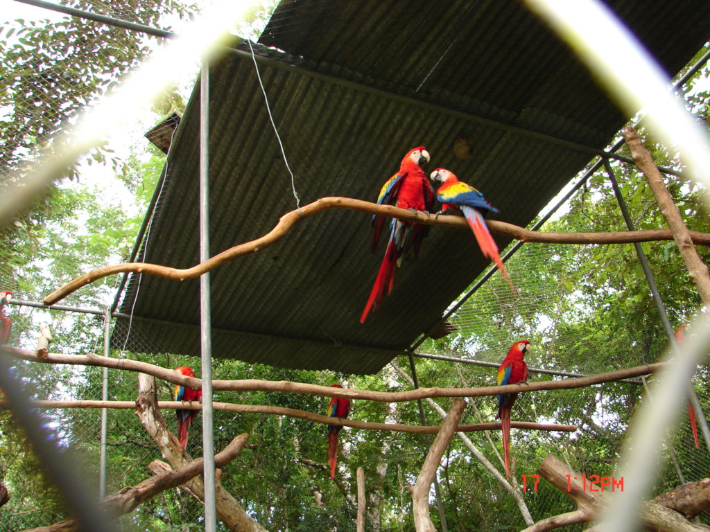 Protecting Nests! Parrot Conservation in Guatemala