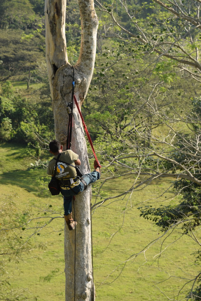 Protecting Nests! Parrot Conservation in Guatemala