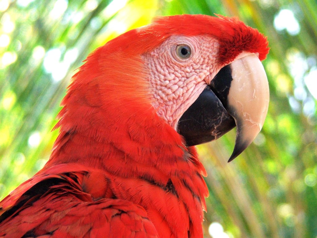 Protecting Nests! Parrot Conservation in Guatemala