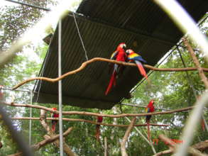 Scarlet macaws flight cage