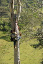 Climber checking a nest